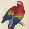 colourful parrot illustration